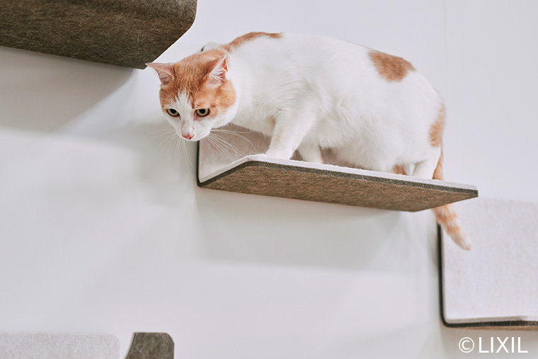  猫と暮らす家づくりLIXIL猫壁 にゃんぺきで実現する理想のキャットウォーク   アイフルホーム | イワナミ 岩国市柳井市益田市浜田市の注文住宅