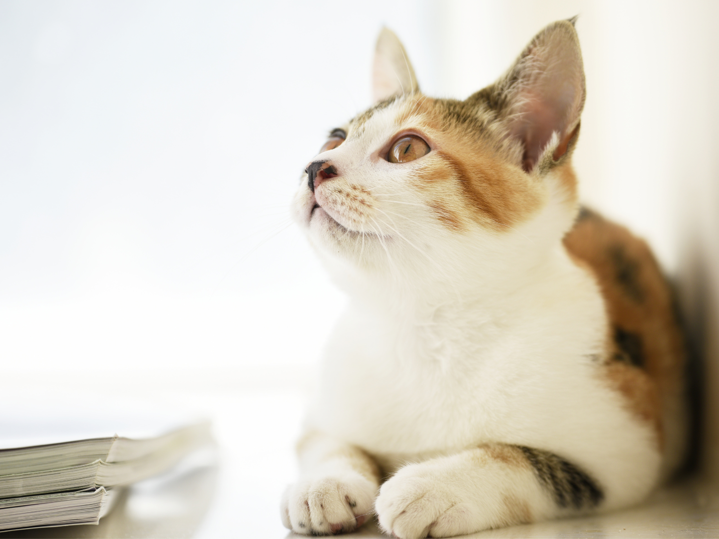  猫と暮らすなら平屋がいい｜猫の習性から考える間取りの相性   アイフルホーム | イワナミ 岩国市柳井市益田市浜田市の注文住宅