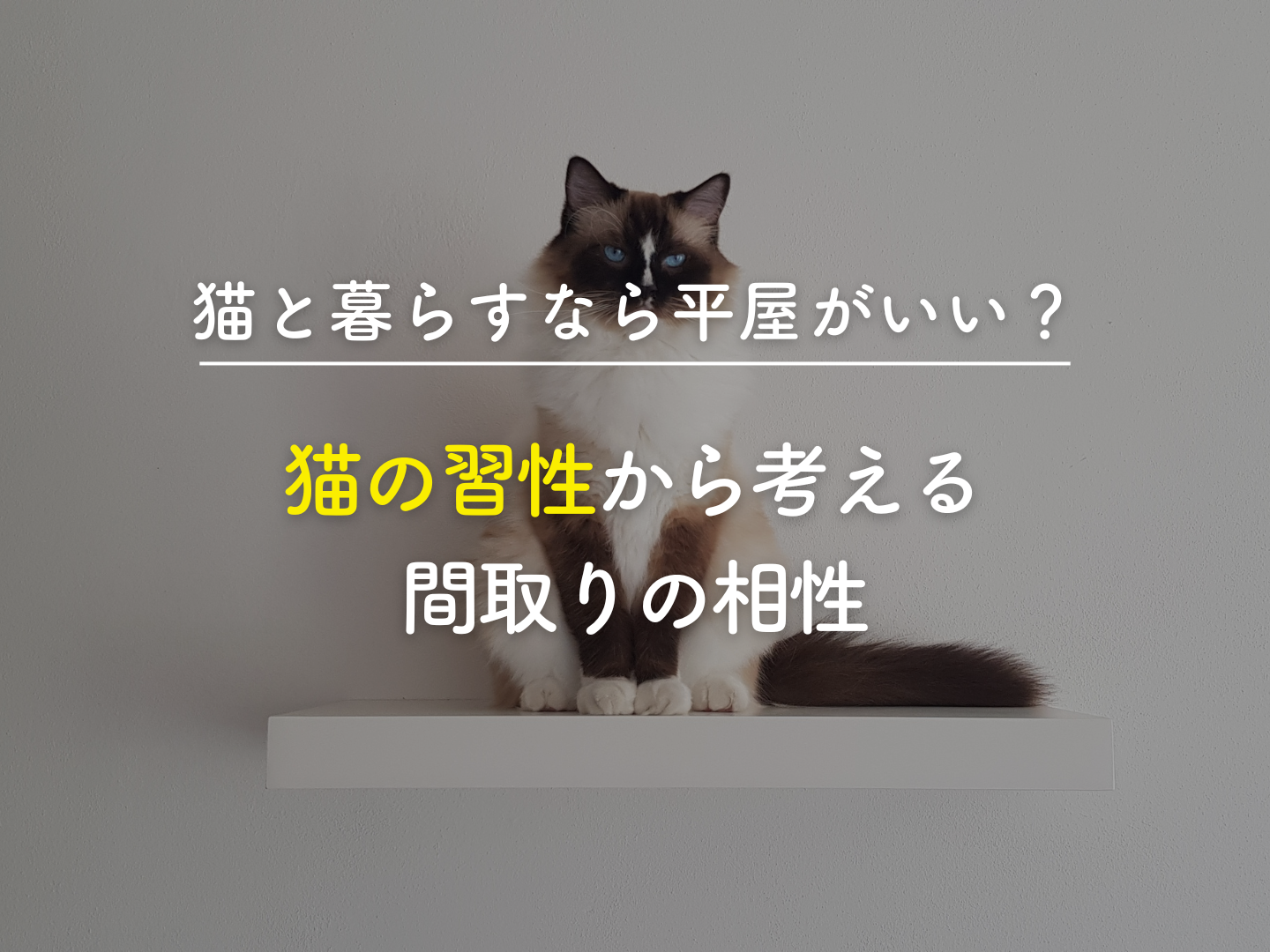  猫と暮らすなら平屋がいい｜猫の習性から考える間取りの相性   アイフルホーム | イワナミ 岩国市柳井市益田市浜田市の注文住宅